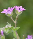 Dovefoot geranium